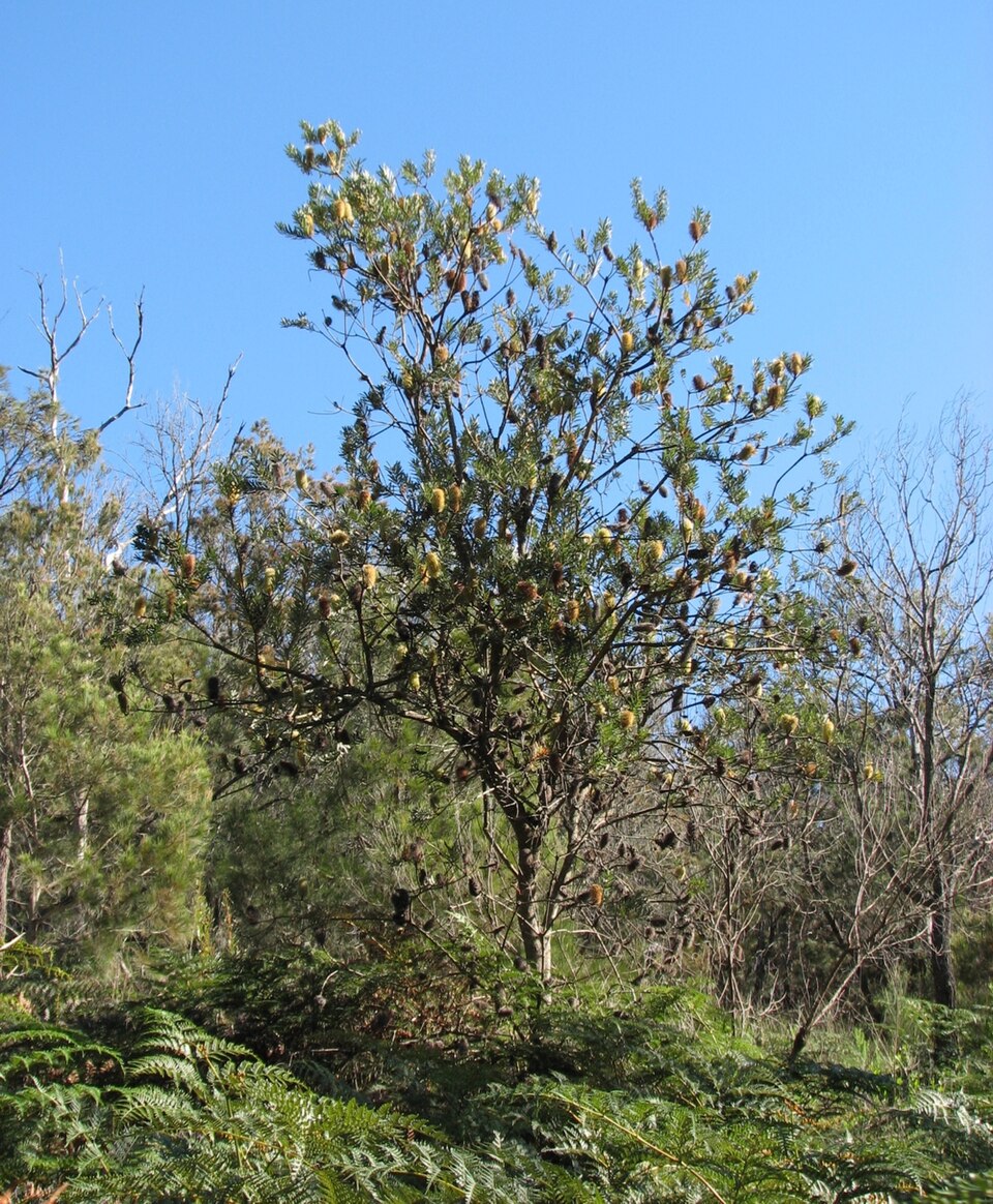 Banksia marginata (Silver Banksia) (alternate view 4)