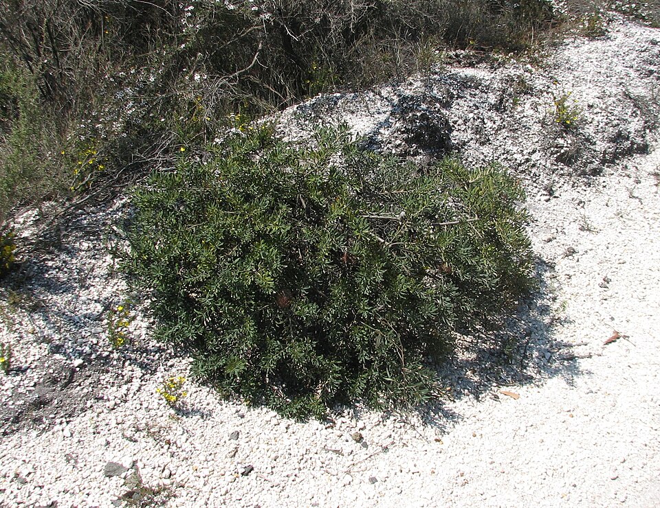 Banksia marginata (Silver Banksia) (alternate view 5)