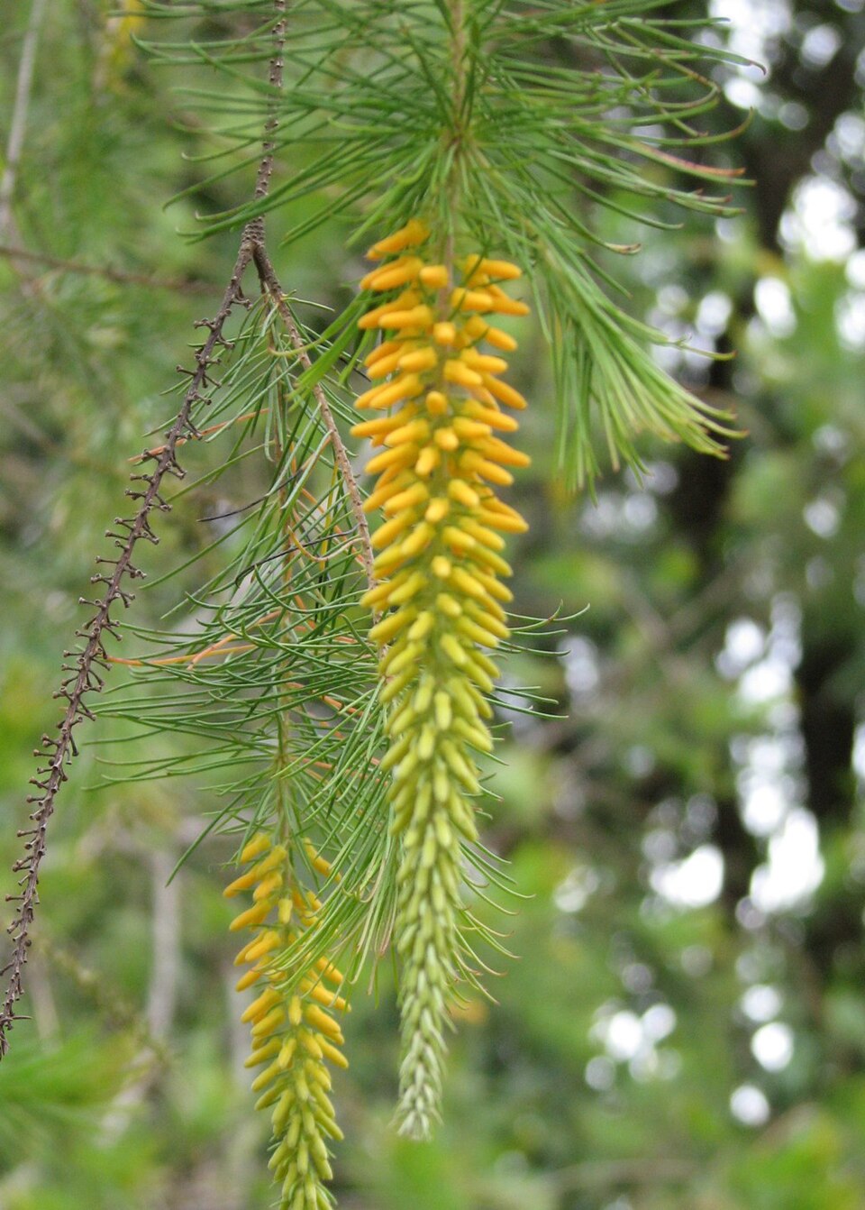 Persoonia pinifolia (Pine-leaf Geebung) (alternate view 6)