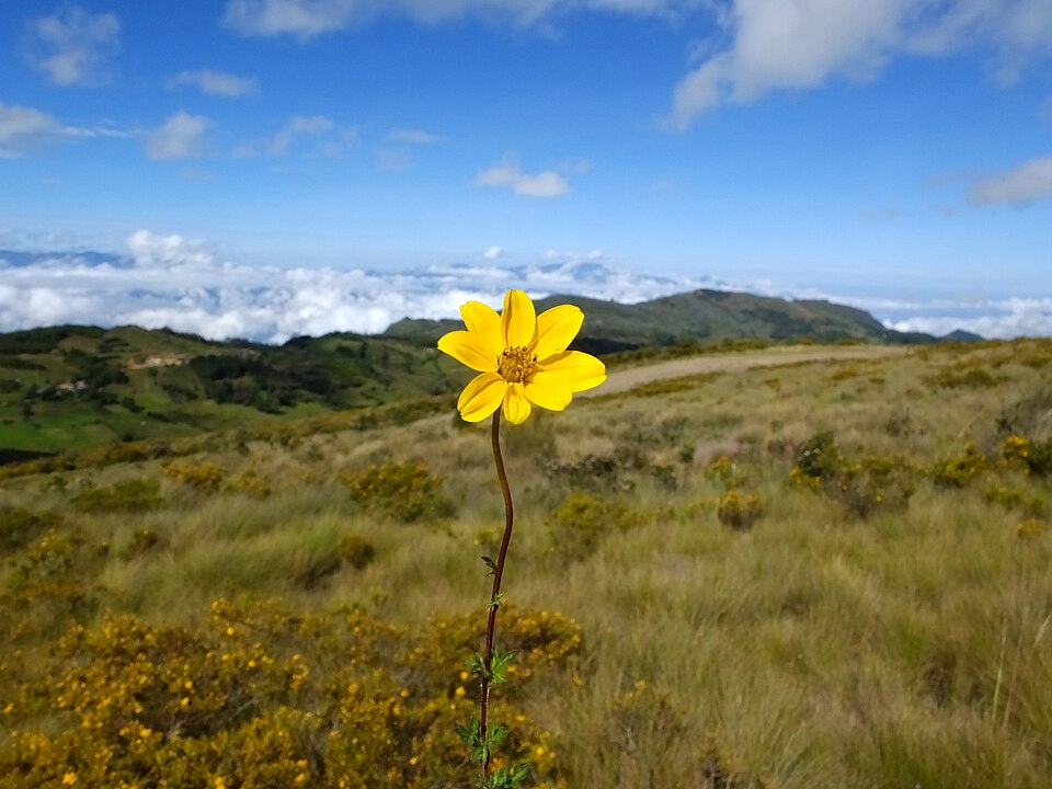 Bidens (Beggarticks) (alternate view 3)