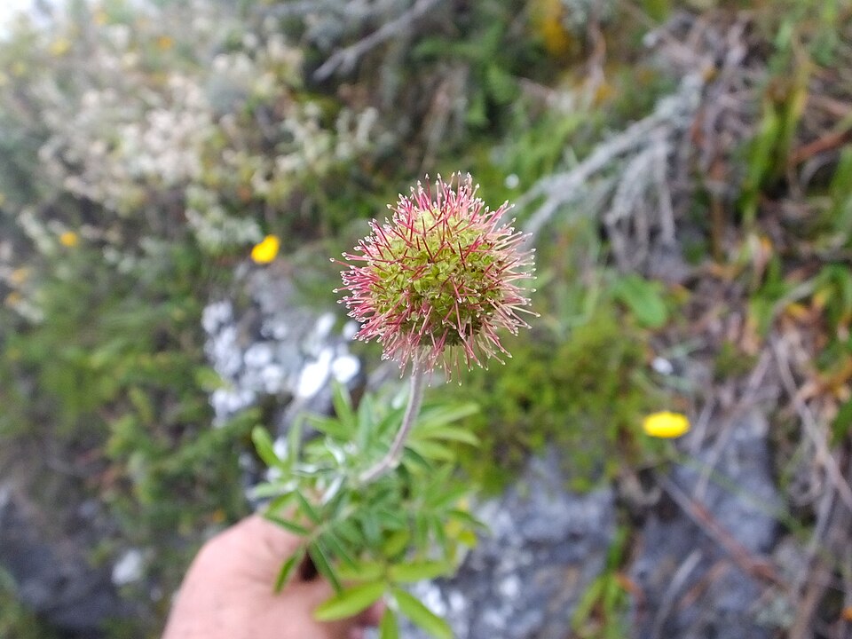 Acaena (Bidibid) (alternate view 3)
