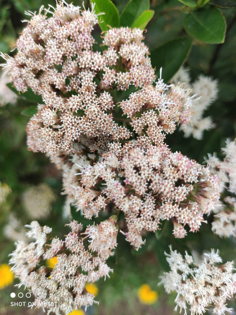 Ageratina (snakeroots) (alternate view 5)