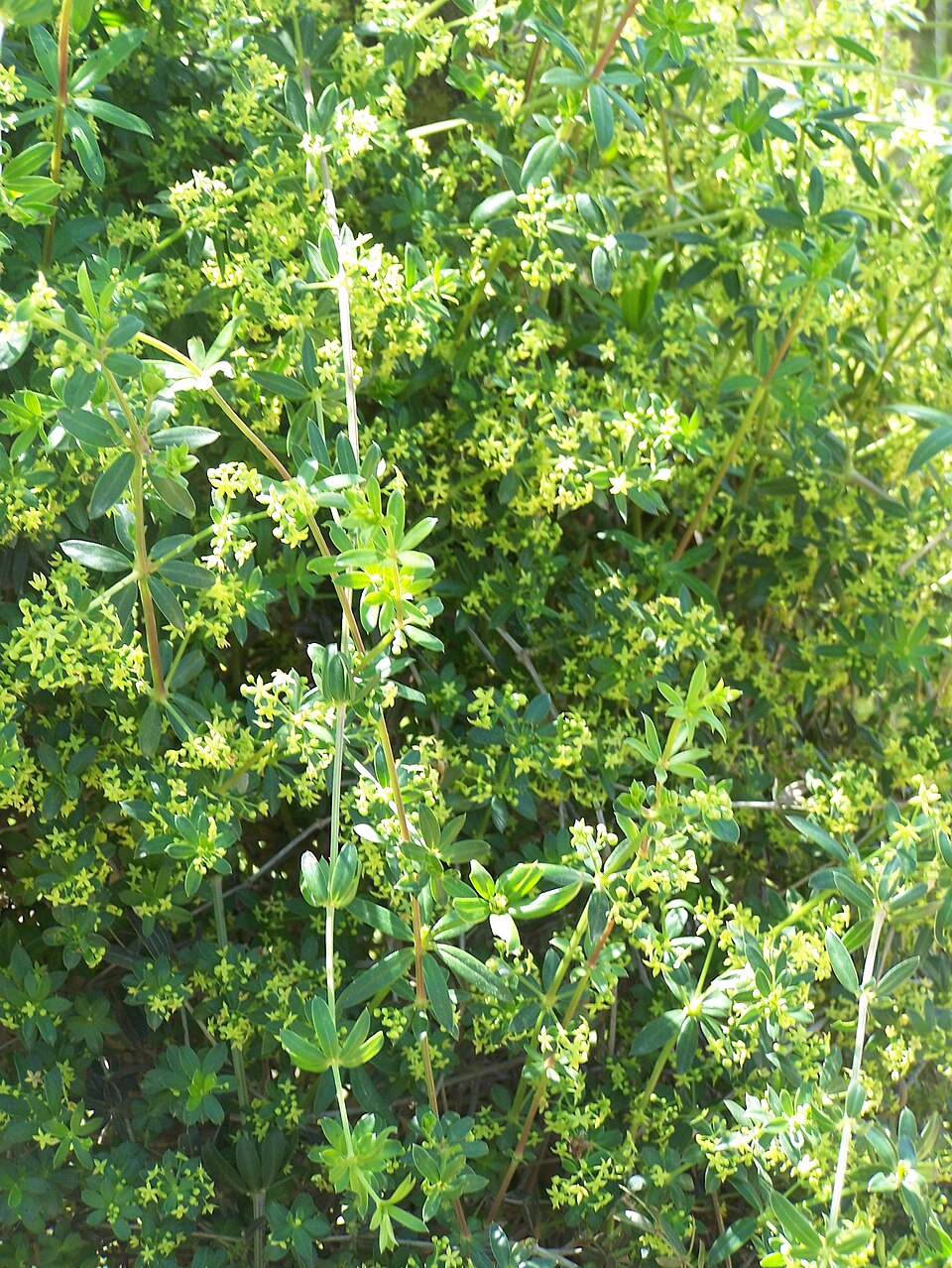 Galium (bedstraws) (alternate view 4)