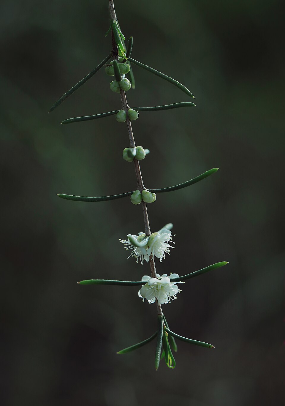 Hypocalymma angustifolium (White Myrtle) (alternate view 8)