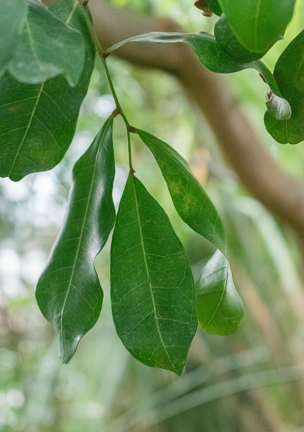 Zanthoxylum bungeanum, Sichuan pepper — upright deciduous (Rutaceae) (image 4 of 10)