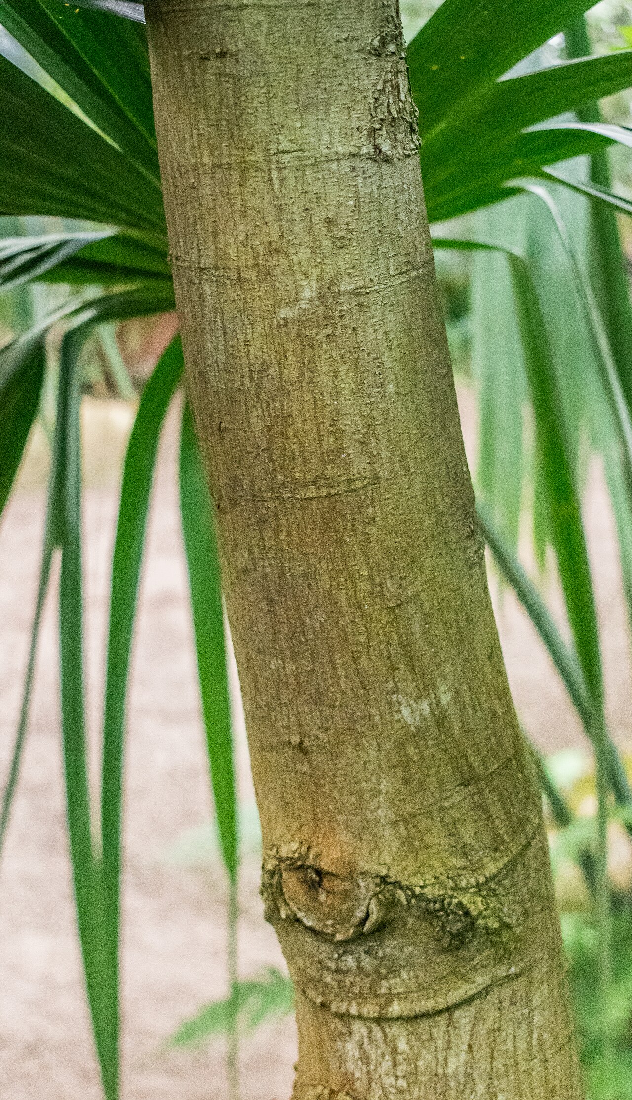 Zanthoxylum bungeanum, Sichuan pepper — upright deciduous (Rutaceae) (image 5 of 10)