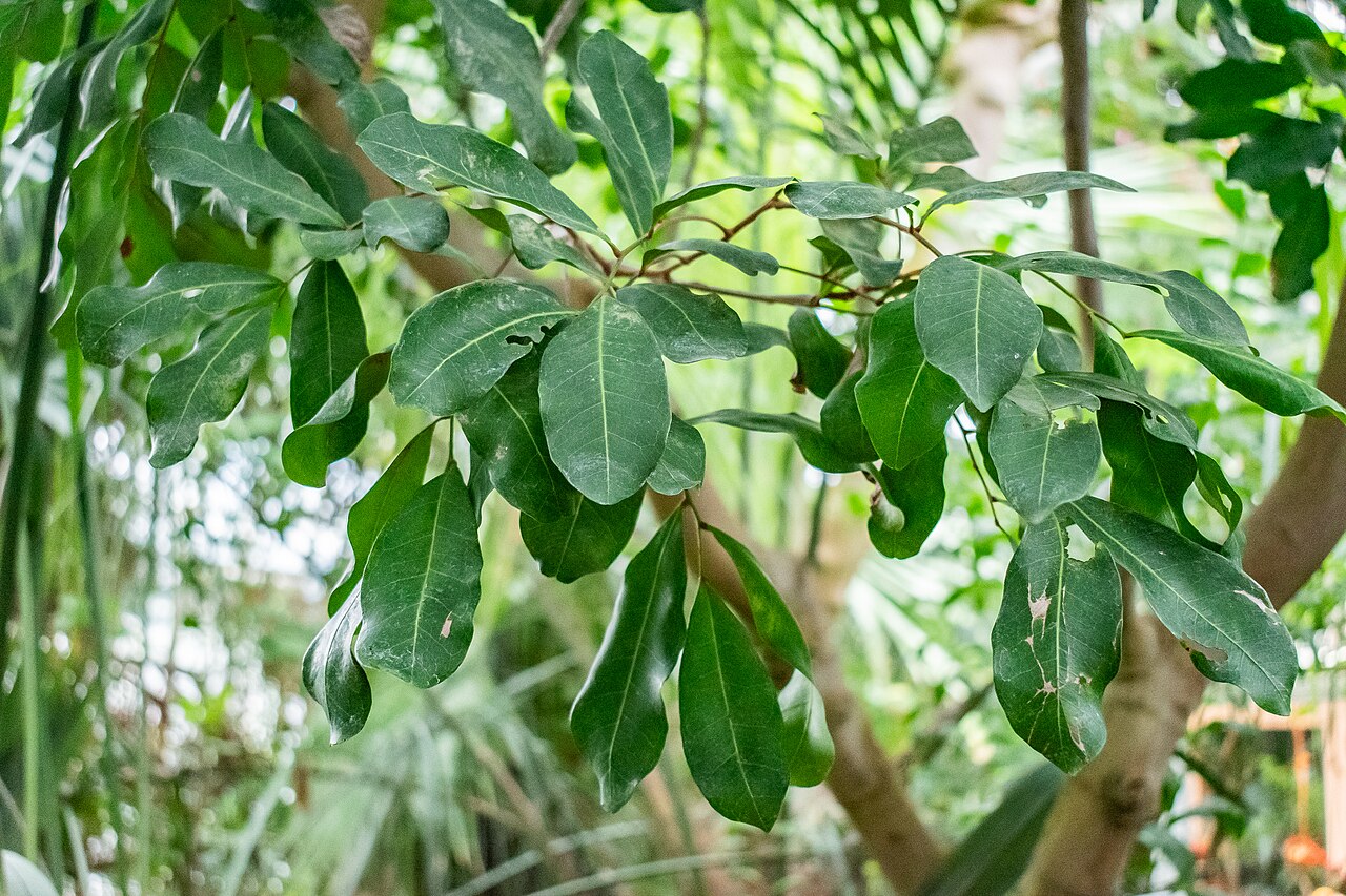 Zanthoxylum bungeanum, Sichuan pepper — upright deciduous (Rutaceae) (image 6 of 10)