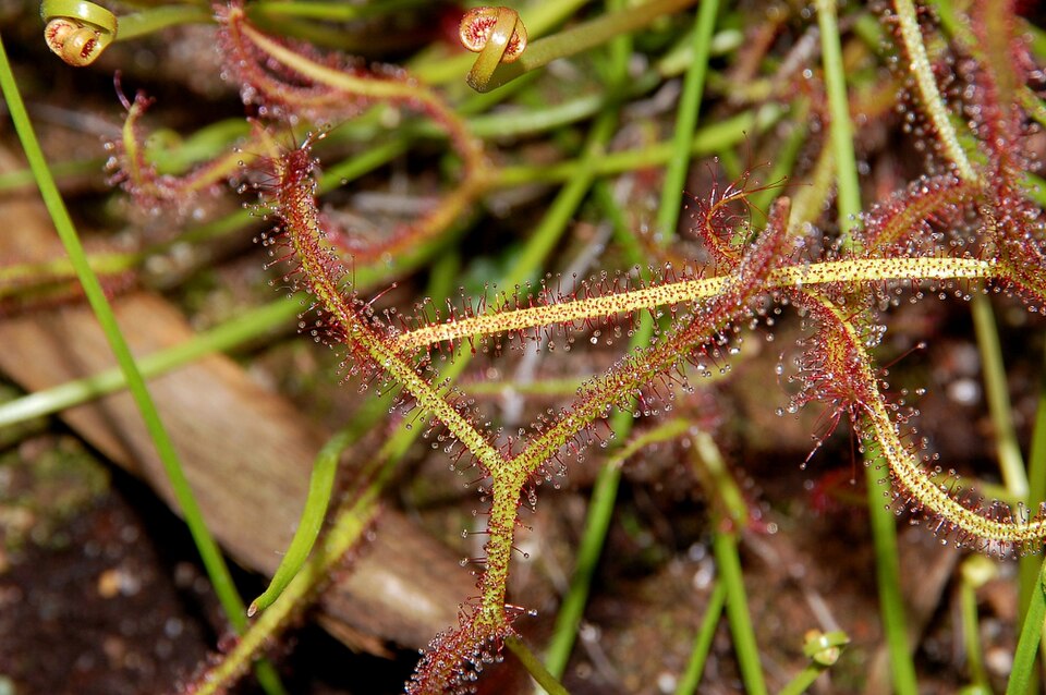 Drosera binata (Fork-leaved Sundew)