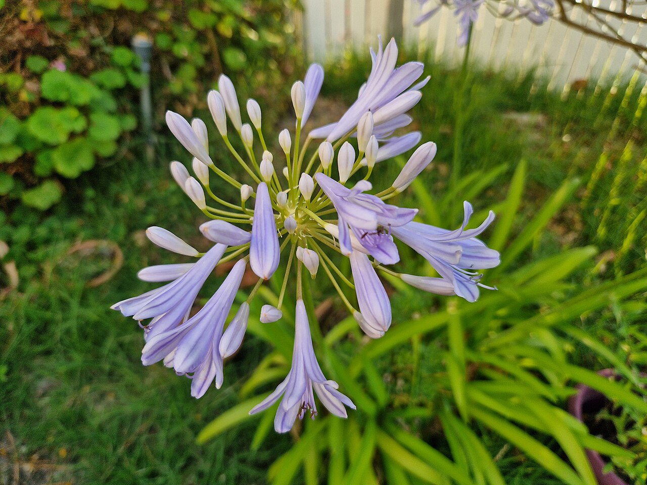 Agapanthus (Lily of the Nile; African Lily)