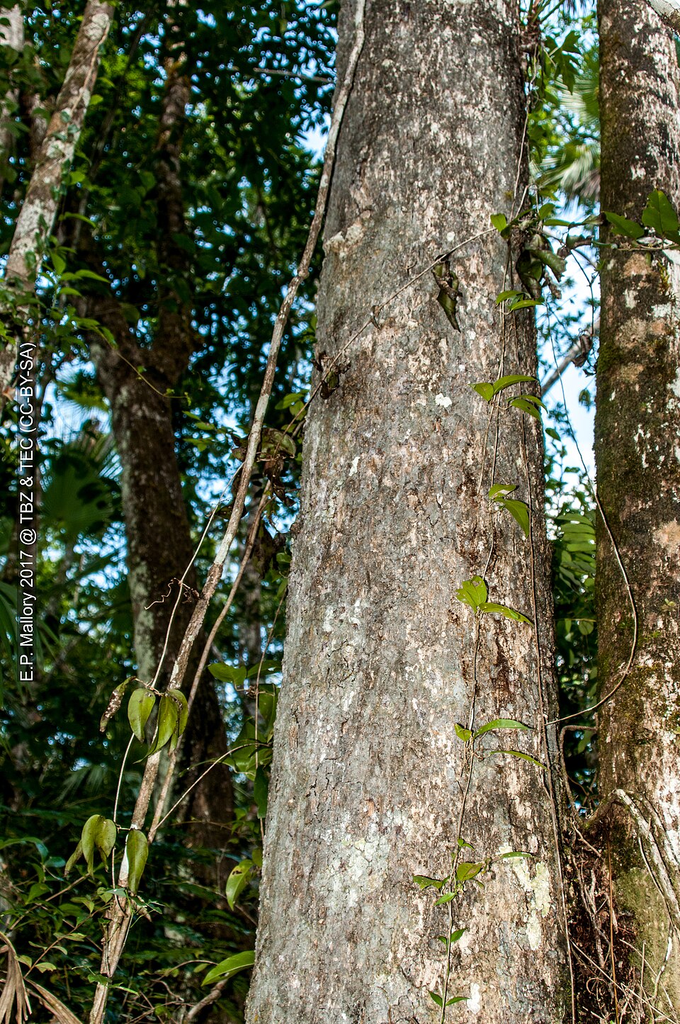 Terminalia (Cluster-leafs)
