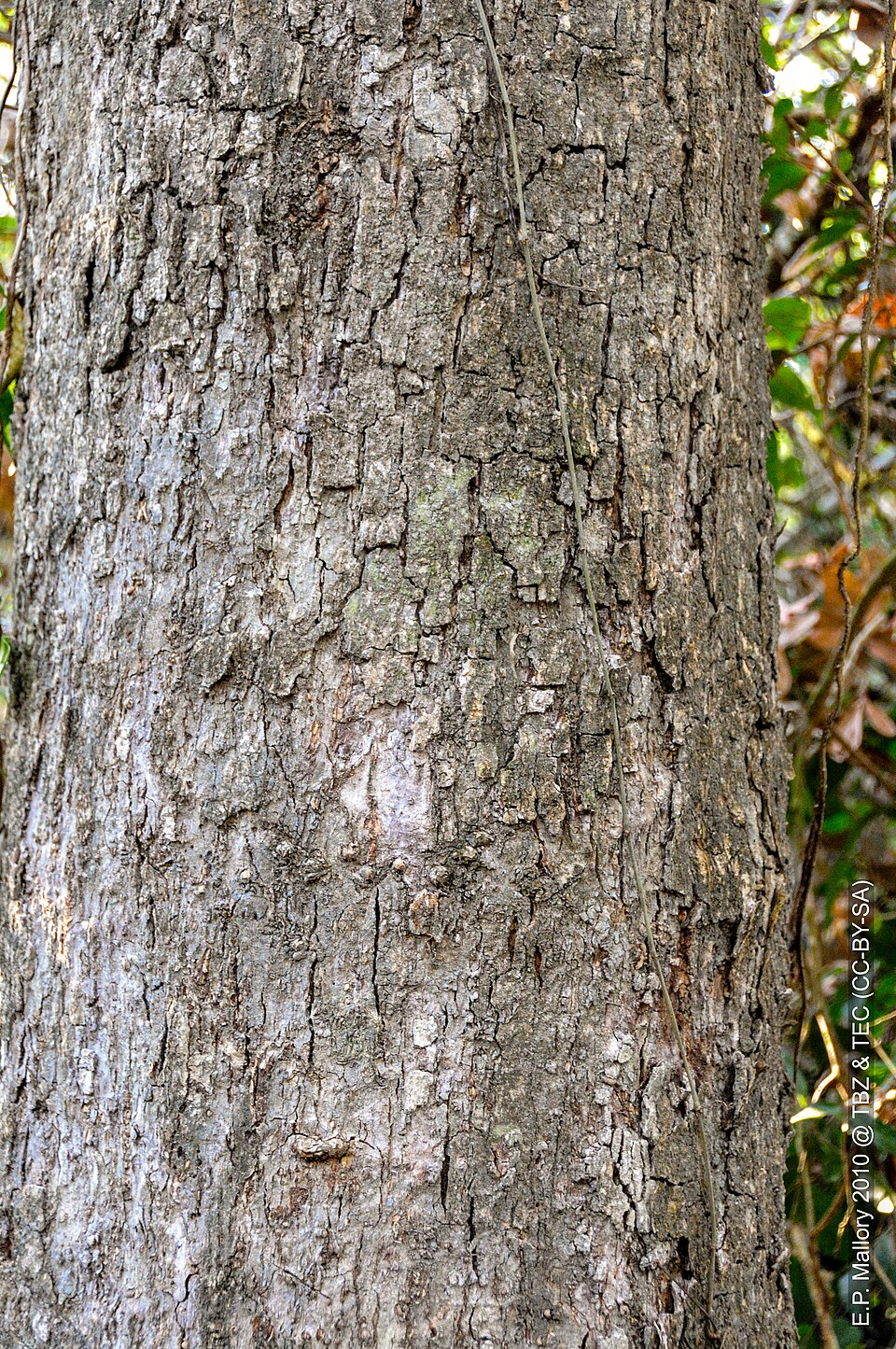 Terminalia (Cluster-leafs) (alternate view 2)