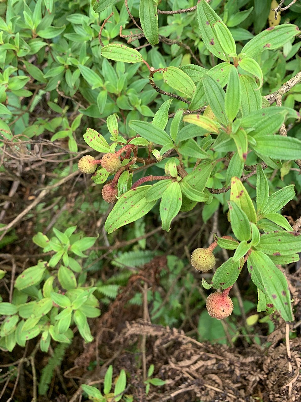 Melastoma (melastomes) (alternate view 3)
