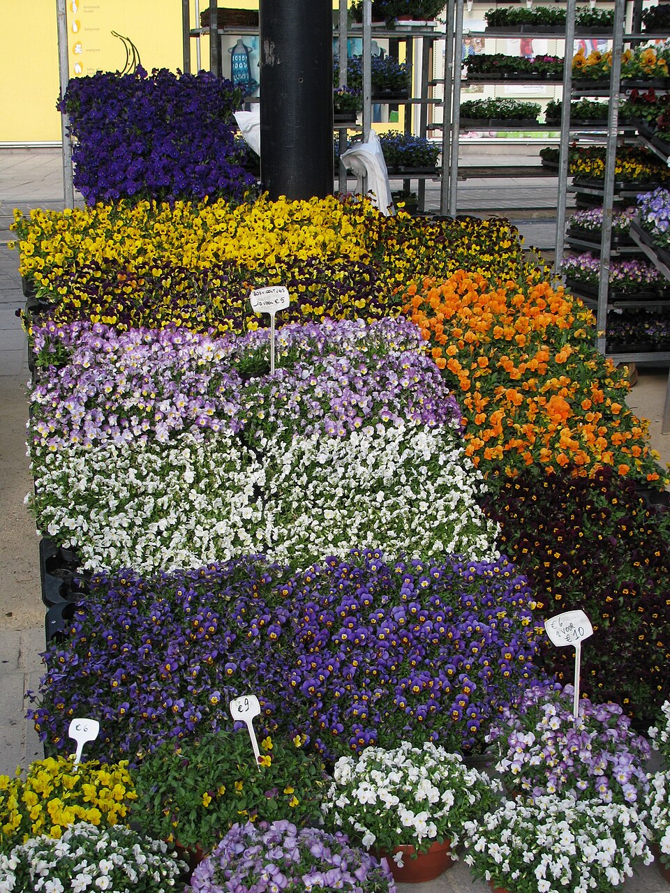 Viola × williamsii (Horned pansy) (alternate view 2)