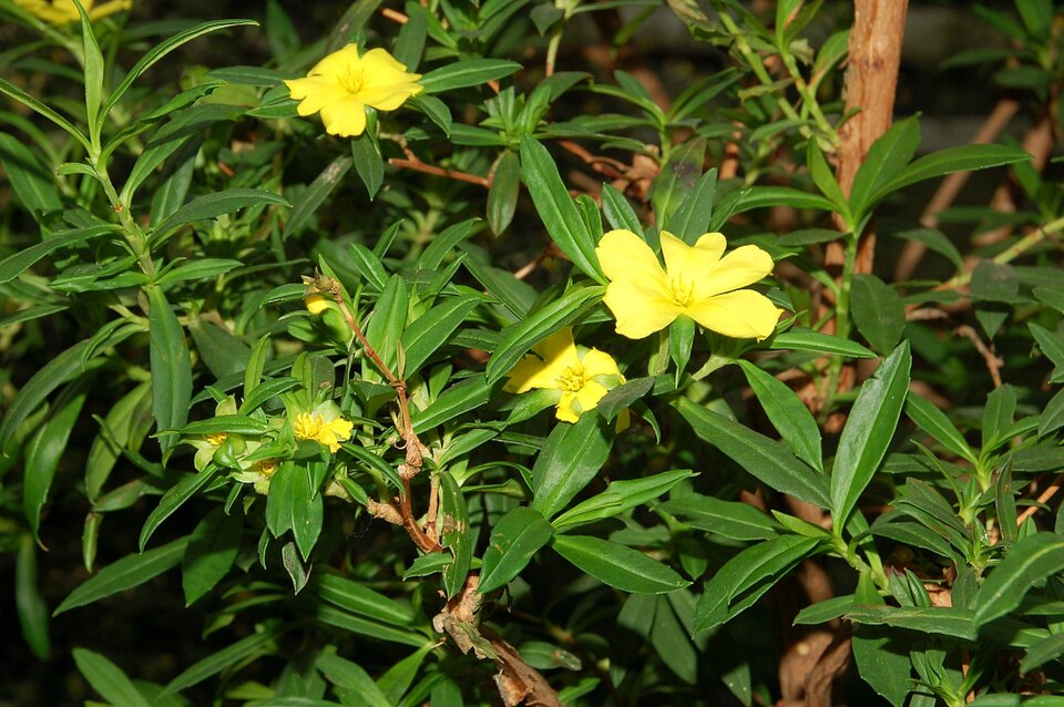 Hibbertia cuneiformis (Cutleaf Hibbertia) (alternate view 6)