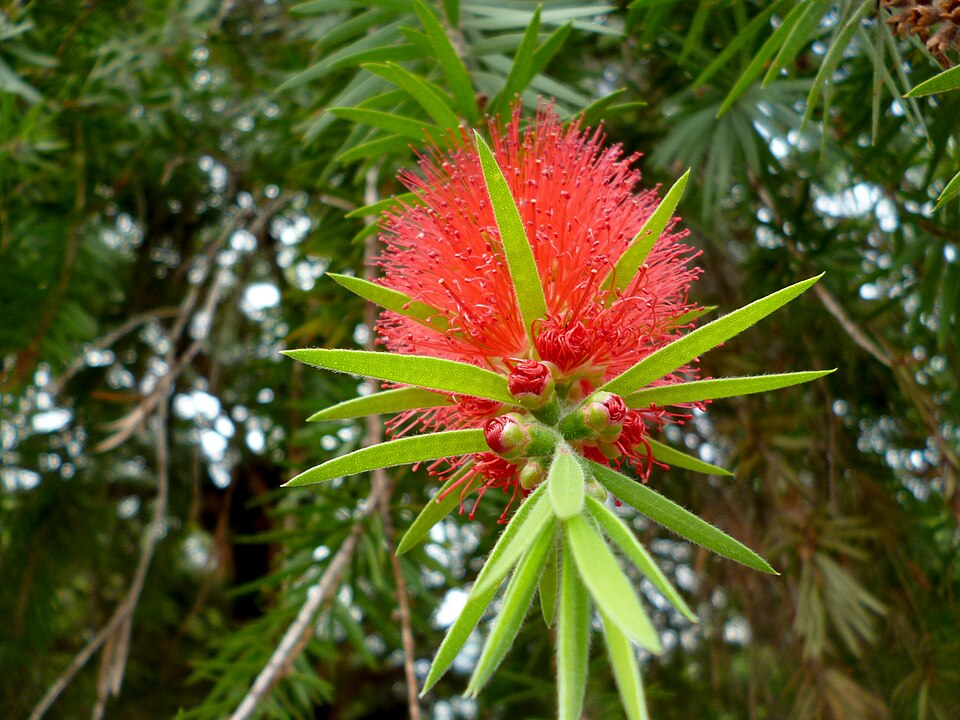 Melaleuca (bottlebrushes) (alternate view 2)