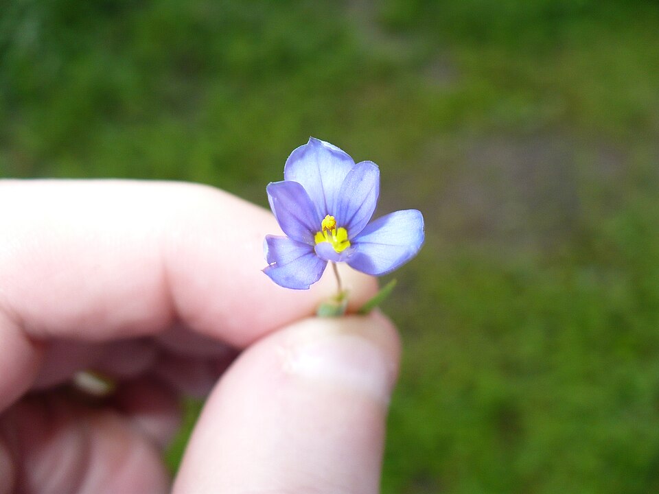 Sisyrinchium pruinosum (Roadside Blue-eyed Grass) (alternate view 6)