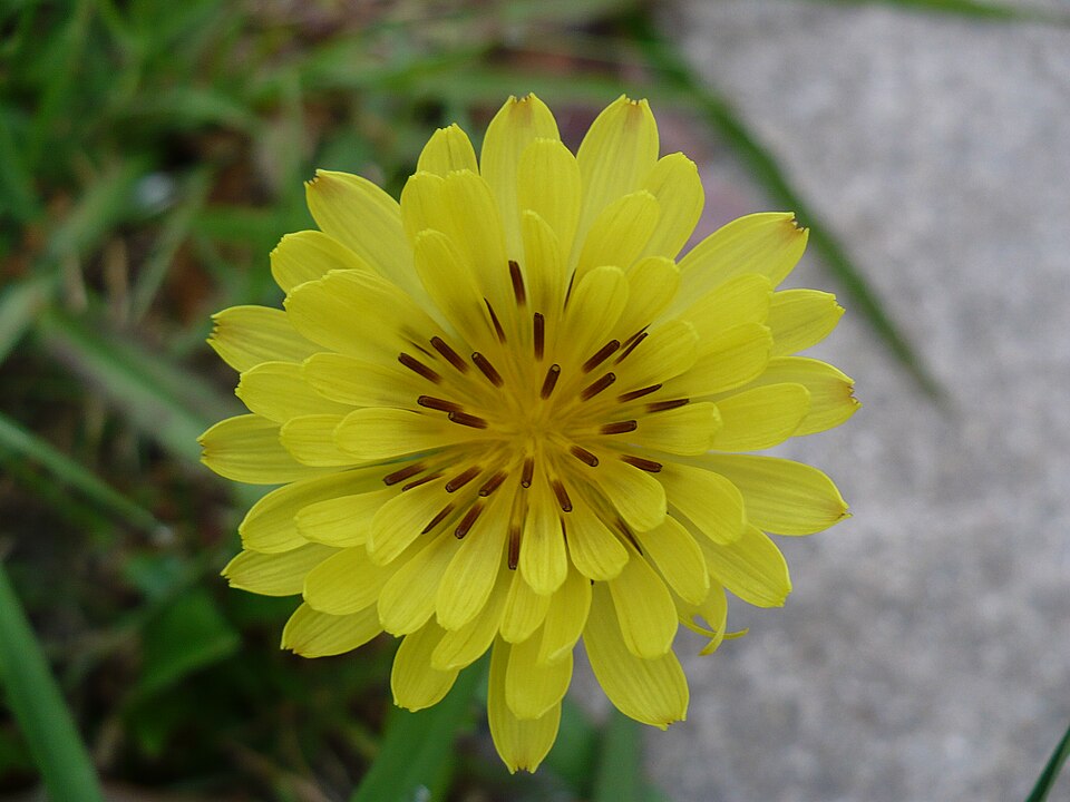 Pyrrhopappus carolinianus (Carolina desert-chicory)
