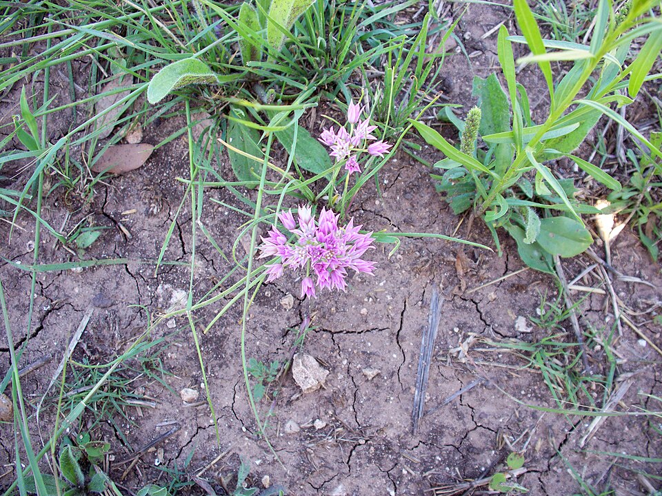 Allium drummondii (Drummond's Onion)