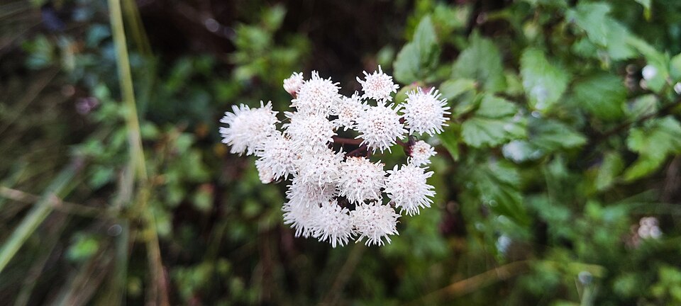 Ageratina (snakeroots) (alternate view 6)
