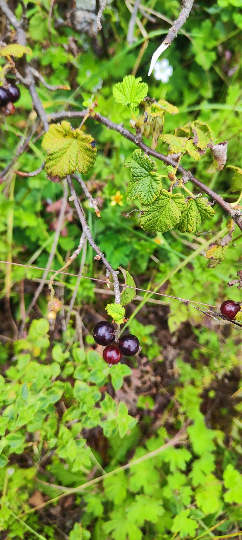 Ribes (currants and gooseberries) (alternate view 4)