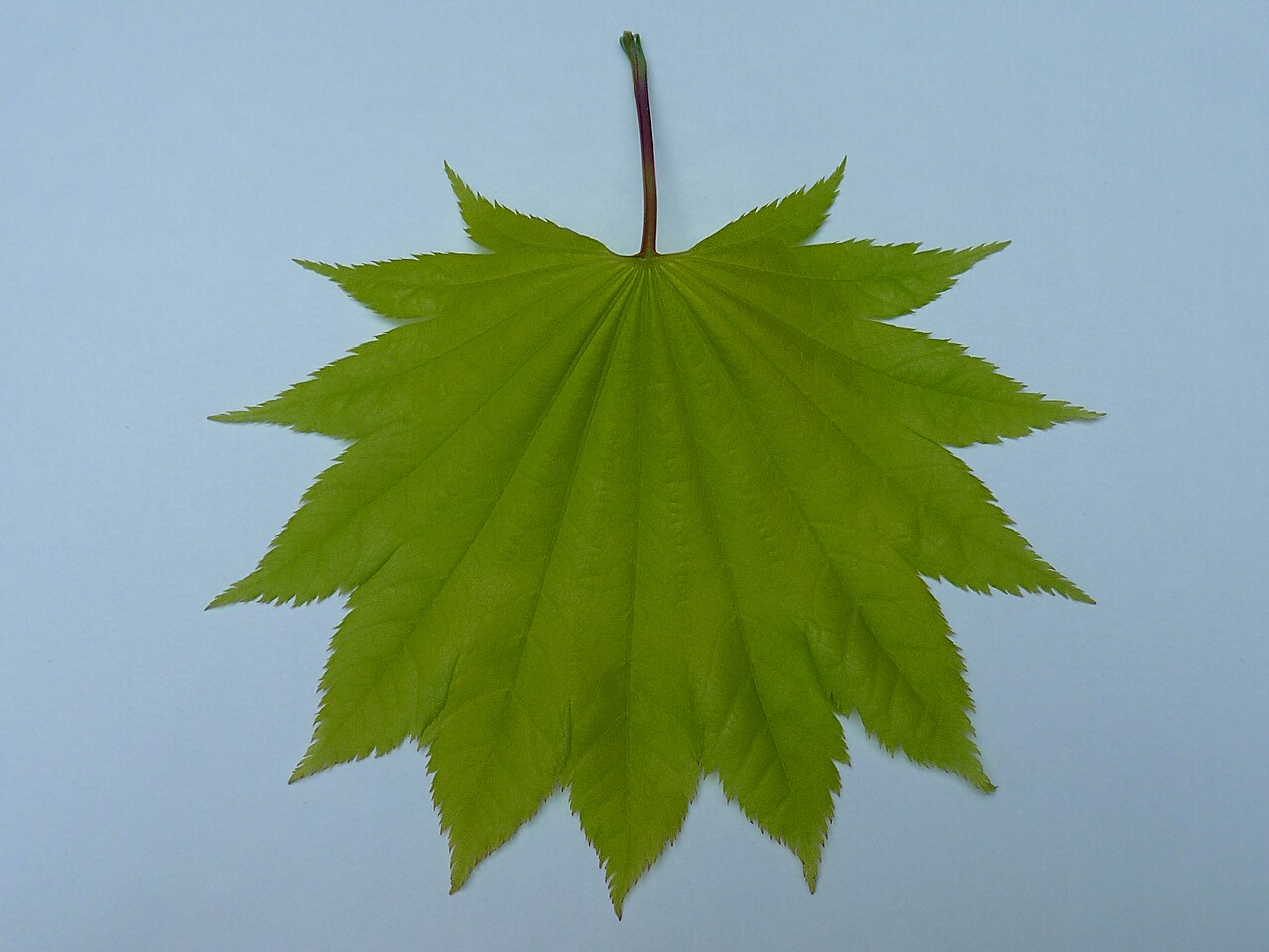 Acer shirasawanum, Shirasawa maple — upright deciduous (Sapindaceae) (image 7 of 10)