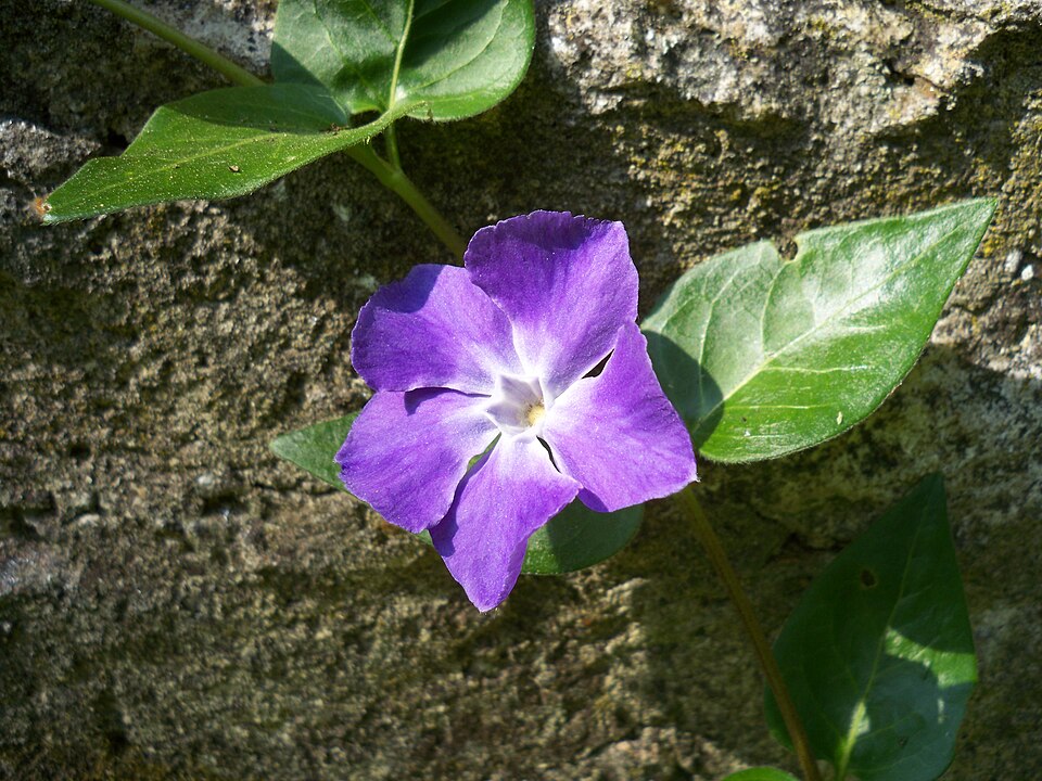 Vinca major (Greater Periwinkle) (alternate view 9)