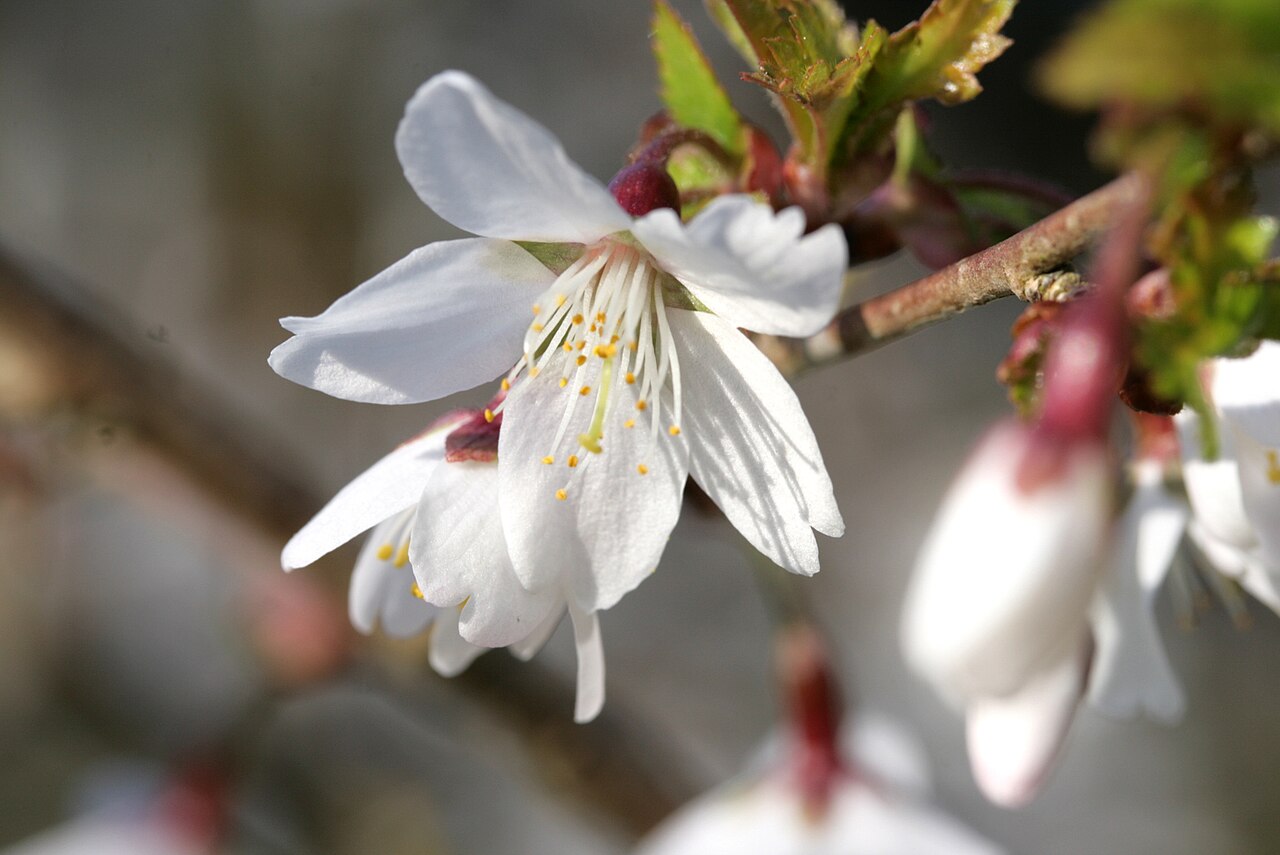 Prunus incisa, Fuji cherry — spreading deciduous (Rosaceae) (image 1 of 10)