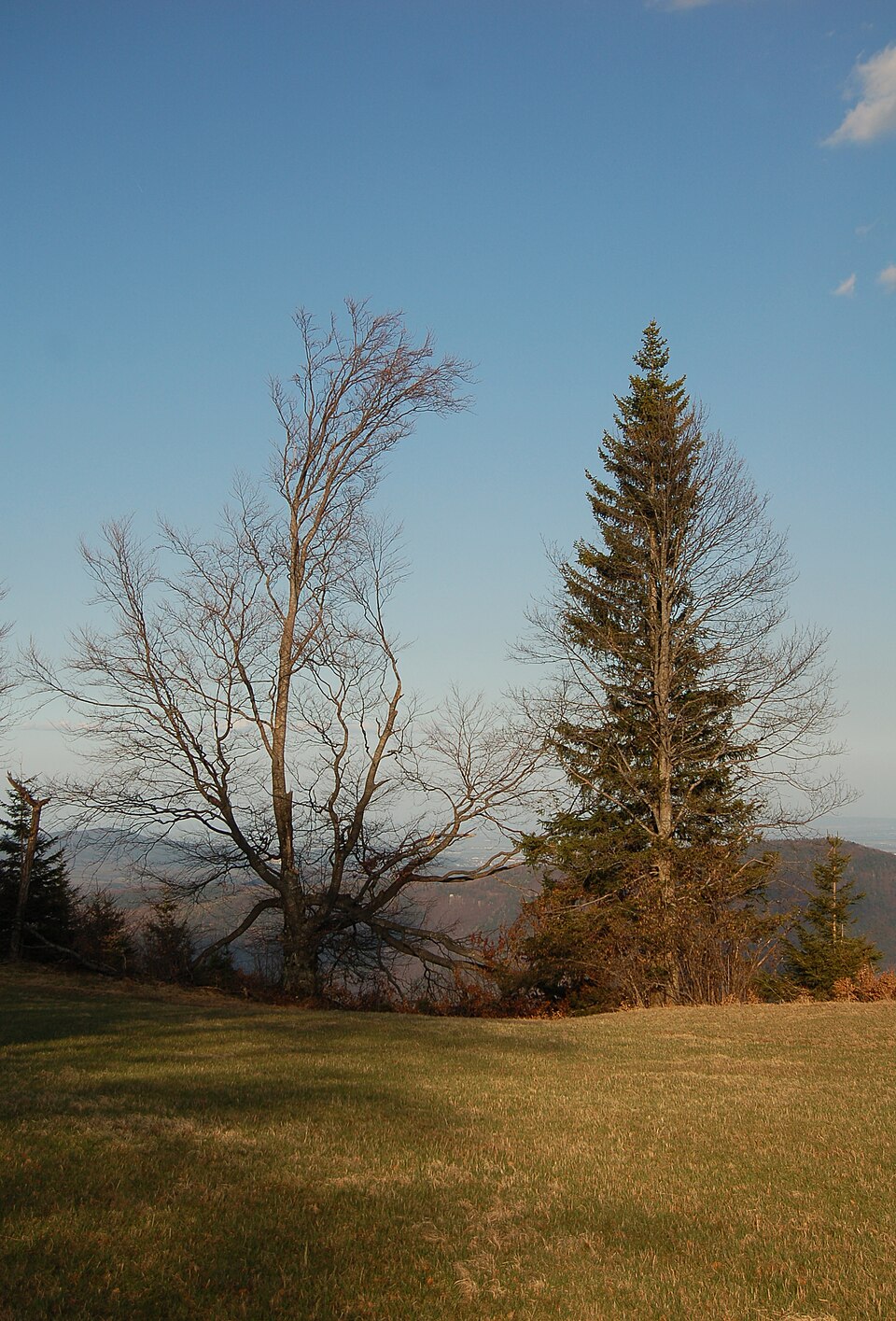 Picea abies (Norway Spruce) (alternate view 5)