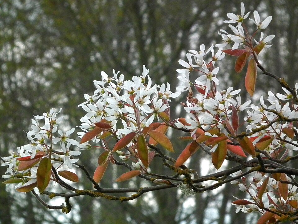 Amelanchier grandiflora (Apple Serviceberry)