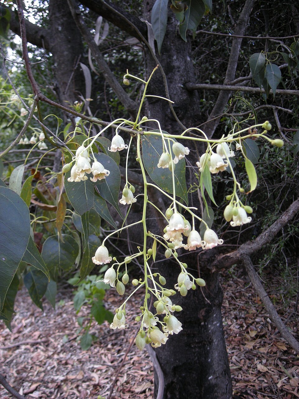 Brachychiton populneus (kurrajong) (alternate view 9)