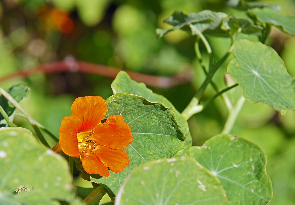 Tropaeolum majus (garden nasturtium)