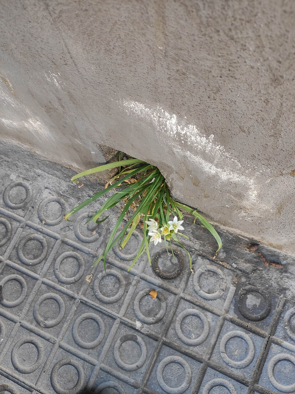 Nothoscordum (alternate view 4)