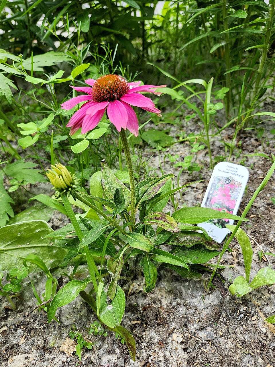 Echinacea purpurea 'PowWow Wild Berry' (PowWow Wild Berry Coneflower) (alternate view 3)