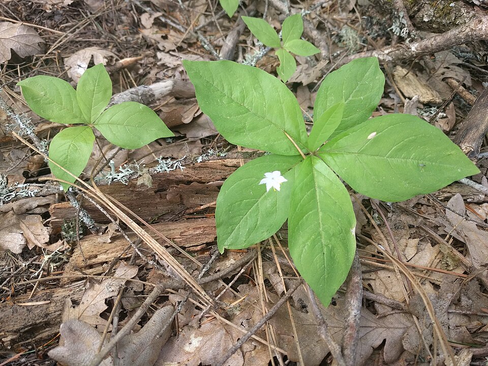 Lysimachia latifolia (Western Starflower) (alternate view 6)