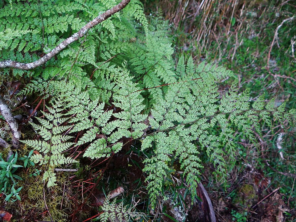 Davallia (rabbit's foot ferns) (alternate view 3)
