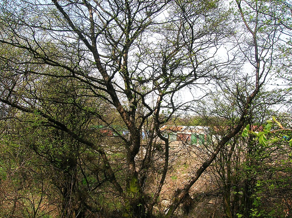Betula pendula (European white birch) (alternate view 4)