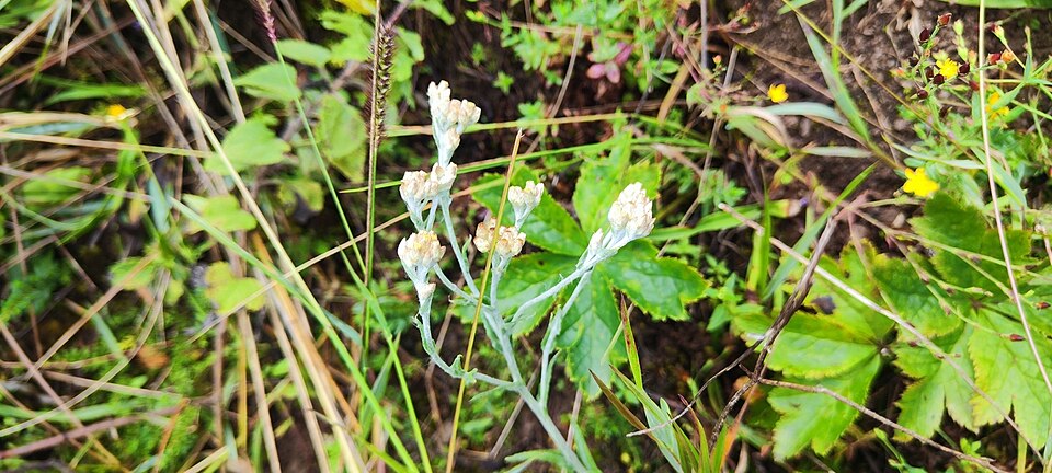 Pseudognaphalium (rabbit-tobaccos) (alternate view 2)