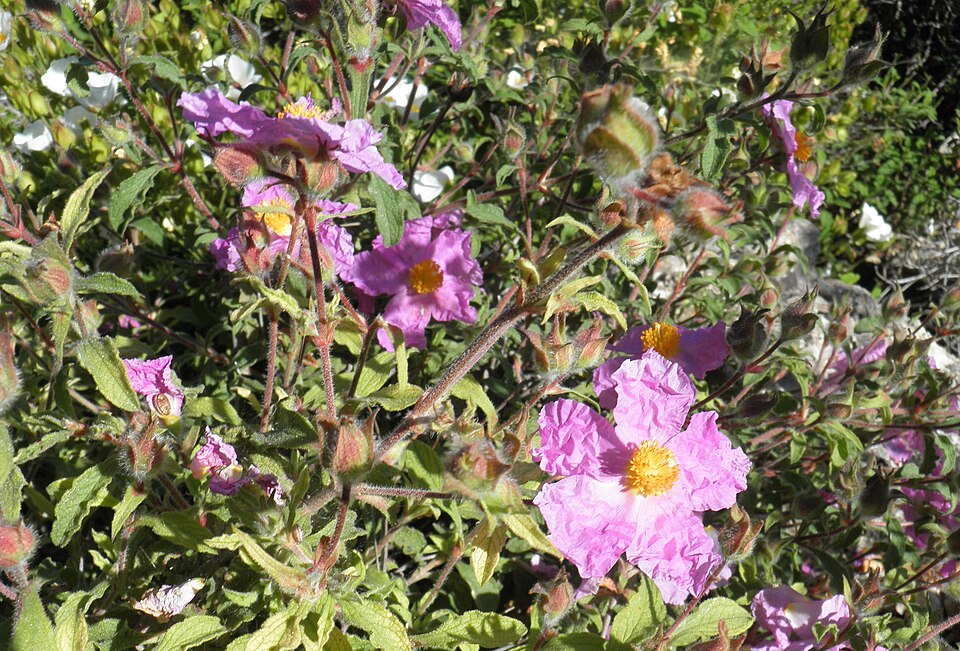 Cistus creticus (alternate view 10)