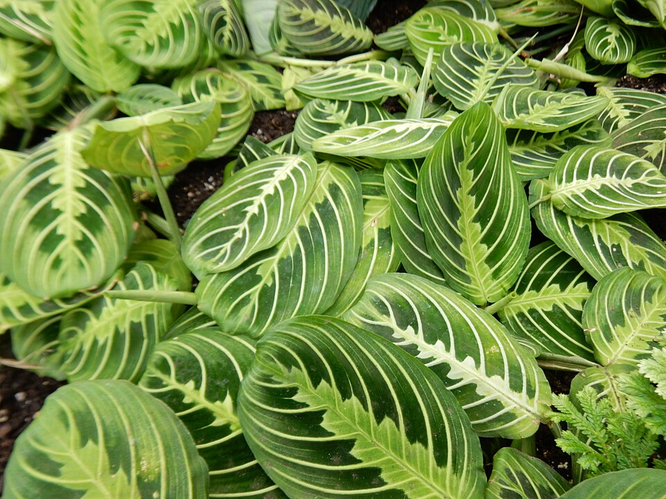 Maranta leuconeura 'Lemon Lime' (Lemon Lime Prayer Plant)