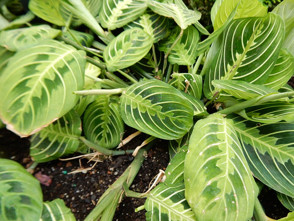 Maranta leuconeura 'Lemon Lime' (Lemon Lime Prayer Plant) (alternate view 2)