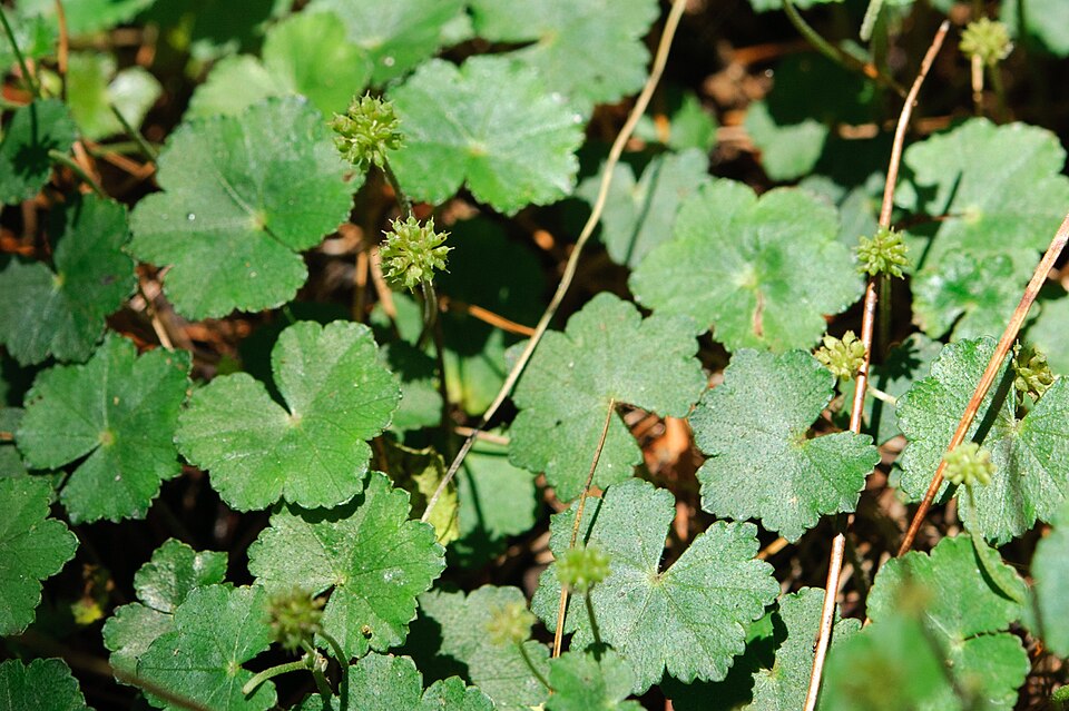 Hydrocotyle (water pennyworts) (alternate view 6)