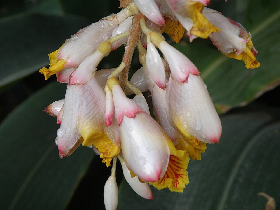 Alpinia (Shell Gingers) (alternate view 3)