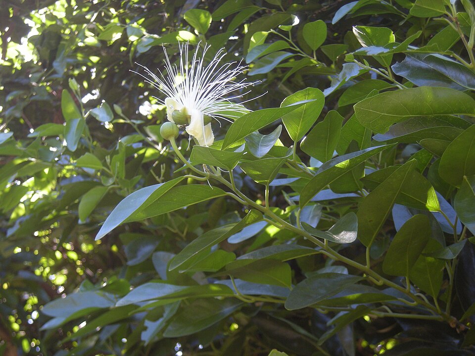 Capparis arborea (Brush Caper Berry) (alternate view 3)