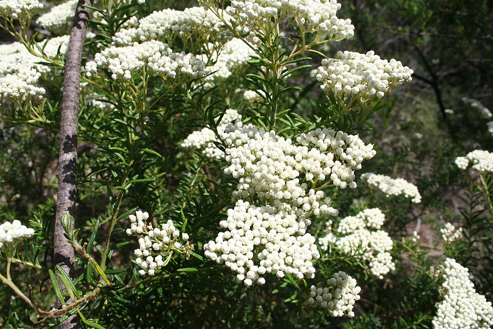 Ozothamnus diosmifolius (Sago Flower)