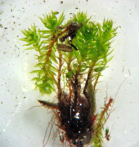 Bryum (alternate view 4)