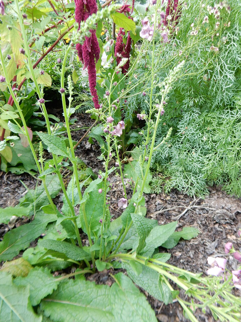 Verbascum 'Southern Charm' (Southern Charm verbascum)