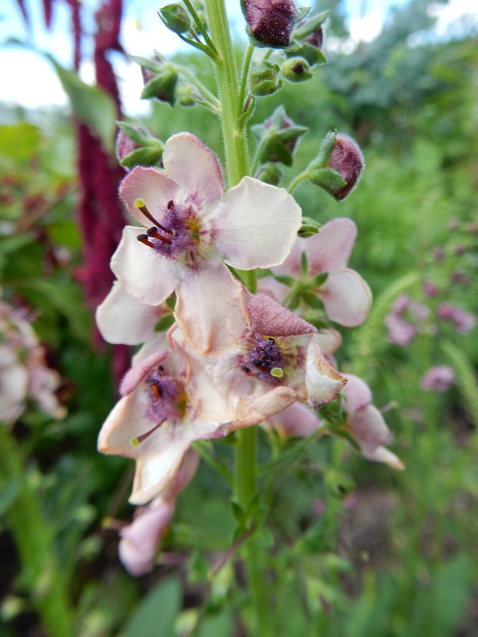 Verbascum 'Southern Charm' (Southern Charm verbascum) (alternate view 2)