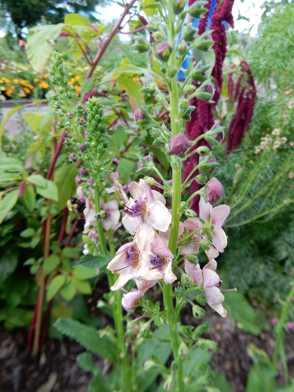 Verbascum 'Southern Charm' (Southern Charm verbascum) (alternate view 3)