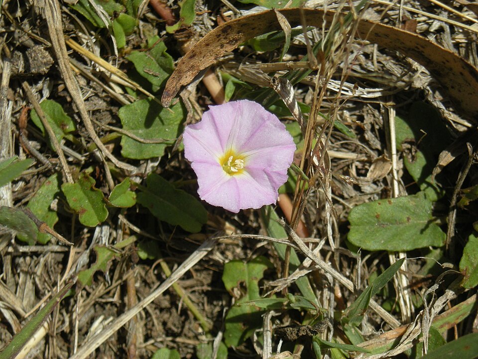 Polymeria calycina (slender bindweed) (alternate view 6)