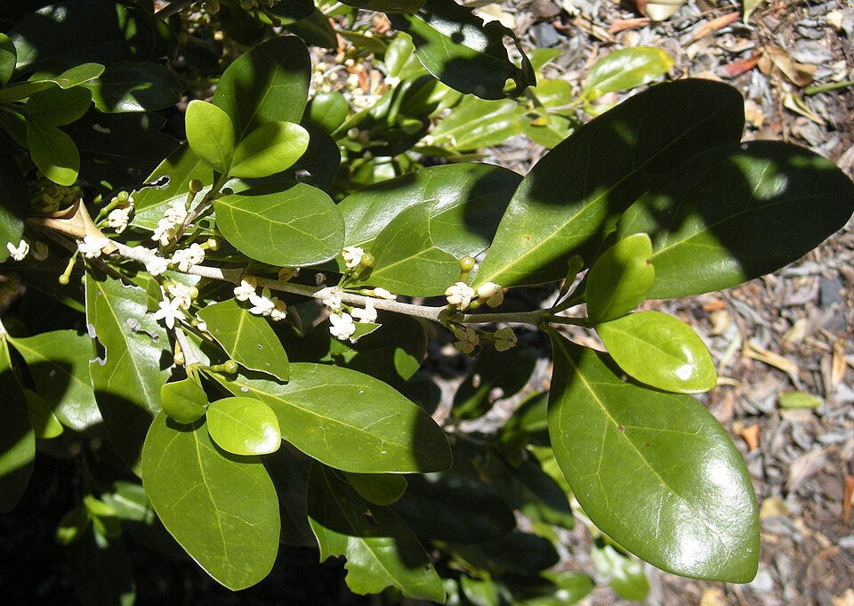 Cyclophyllum coprosmoides (Coast Canthium) (alternate view 9)